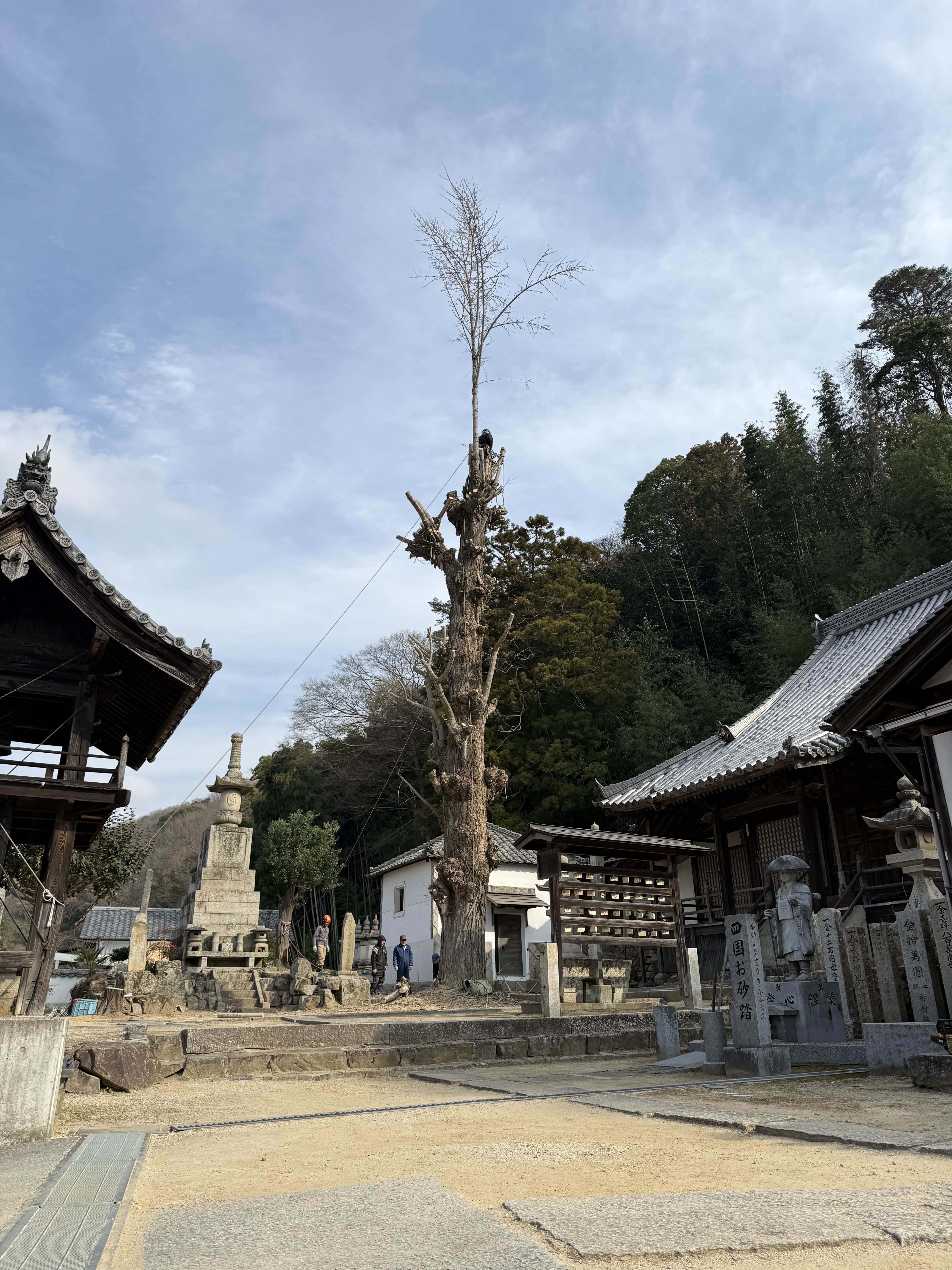 20260224 銀杏の剪定を行いました 2.jpg