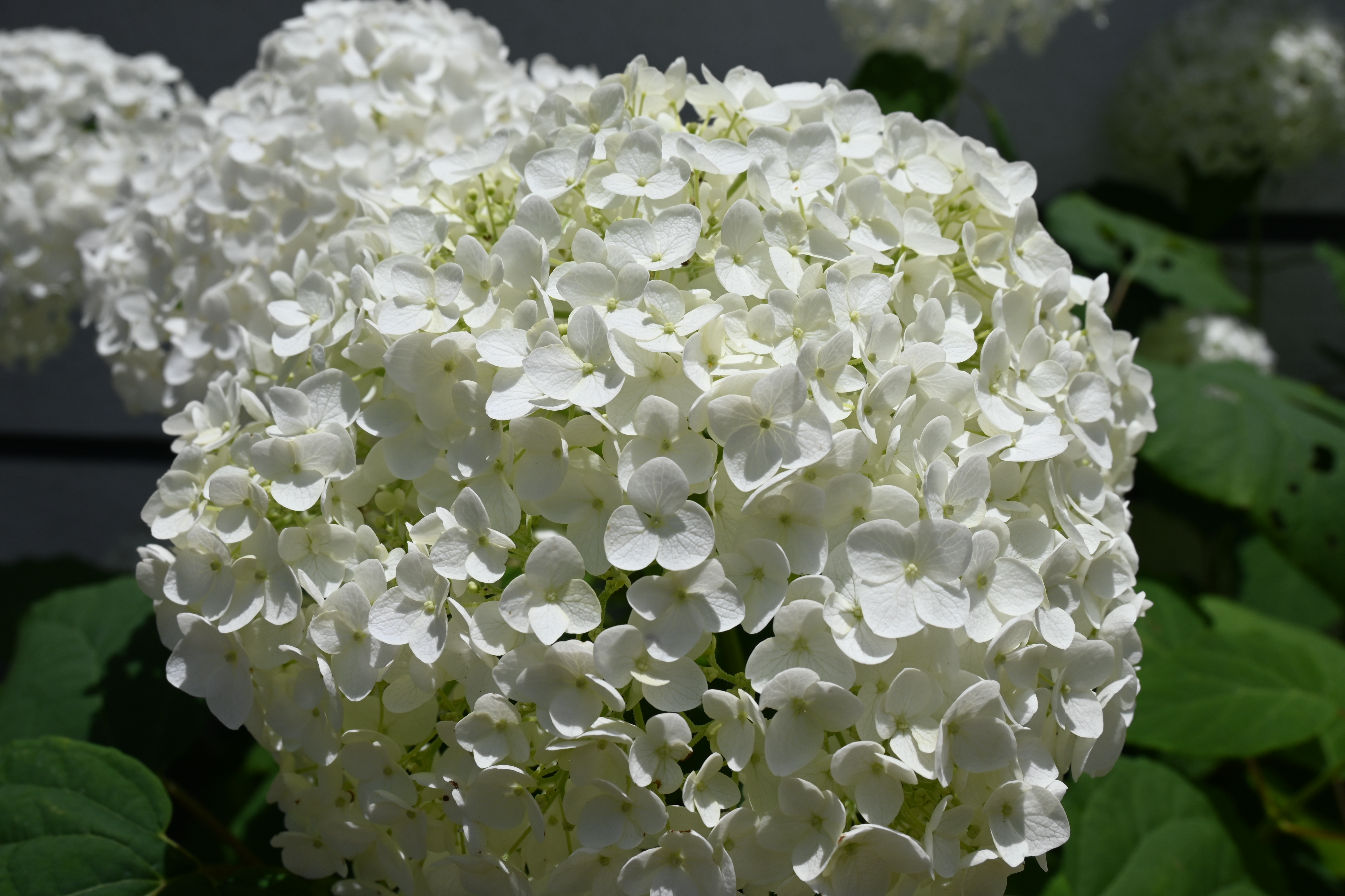 20260615　紫陽花が咲きました3.JPG