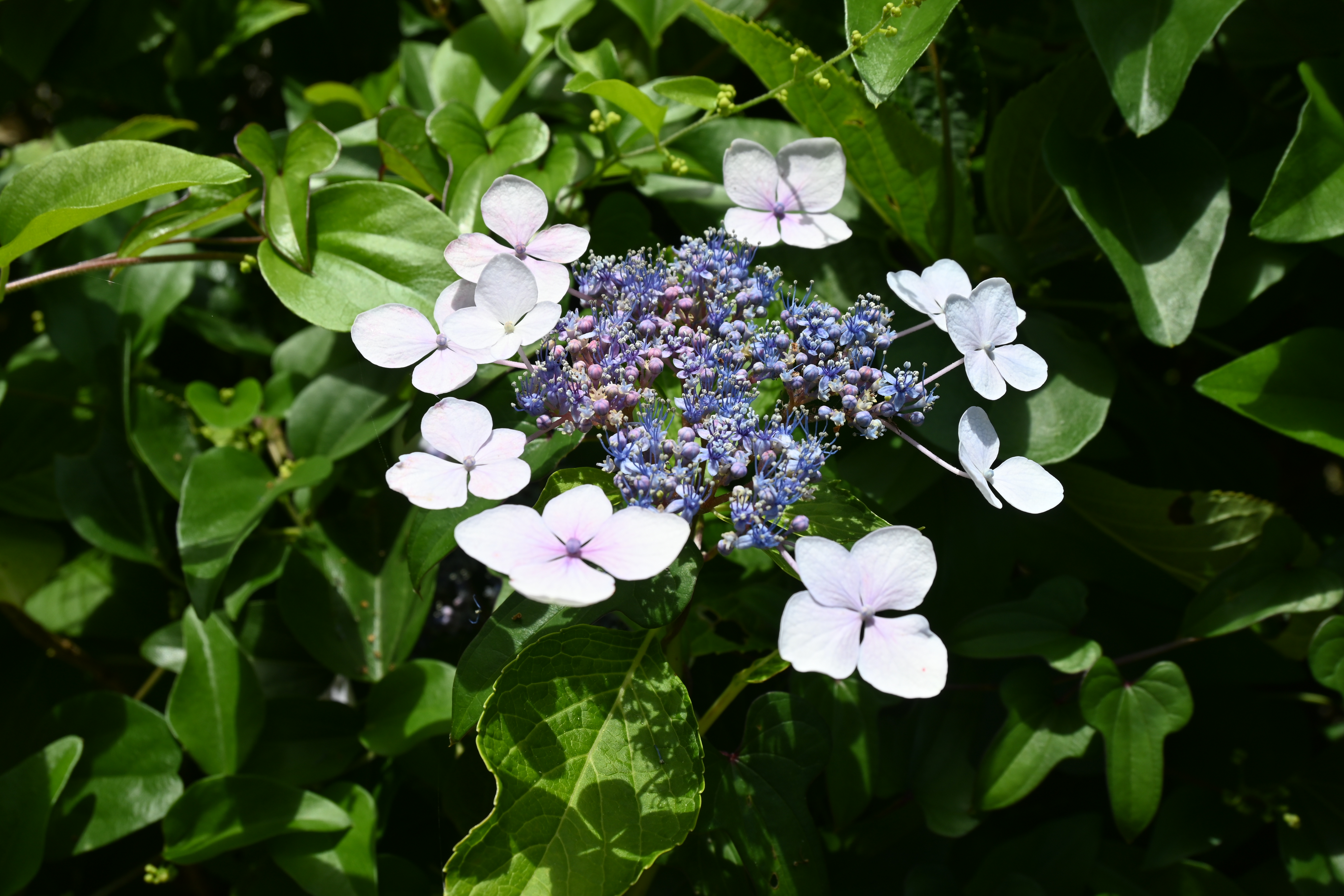 20260615　紫陽花が咲きました4.JPG