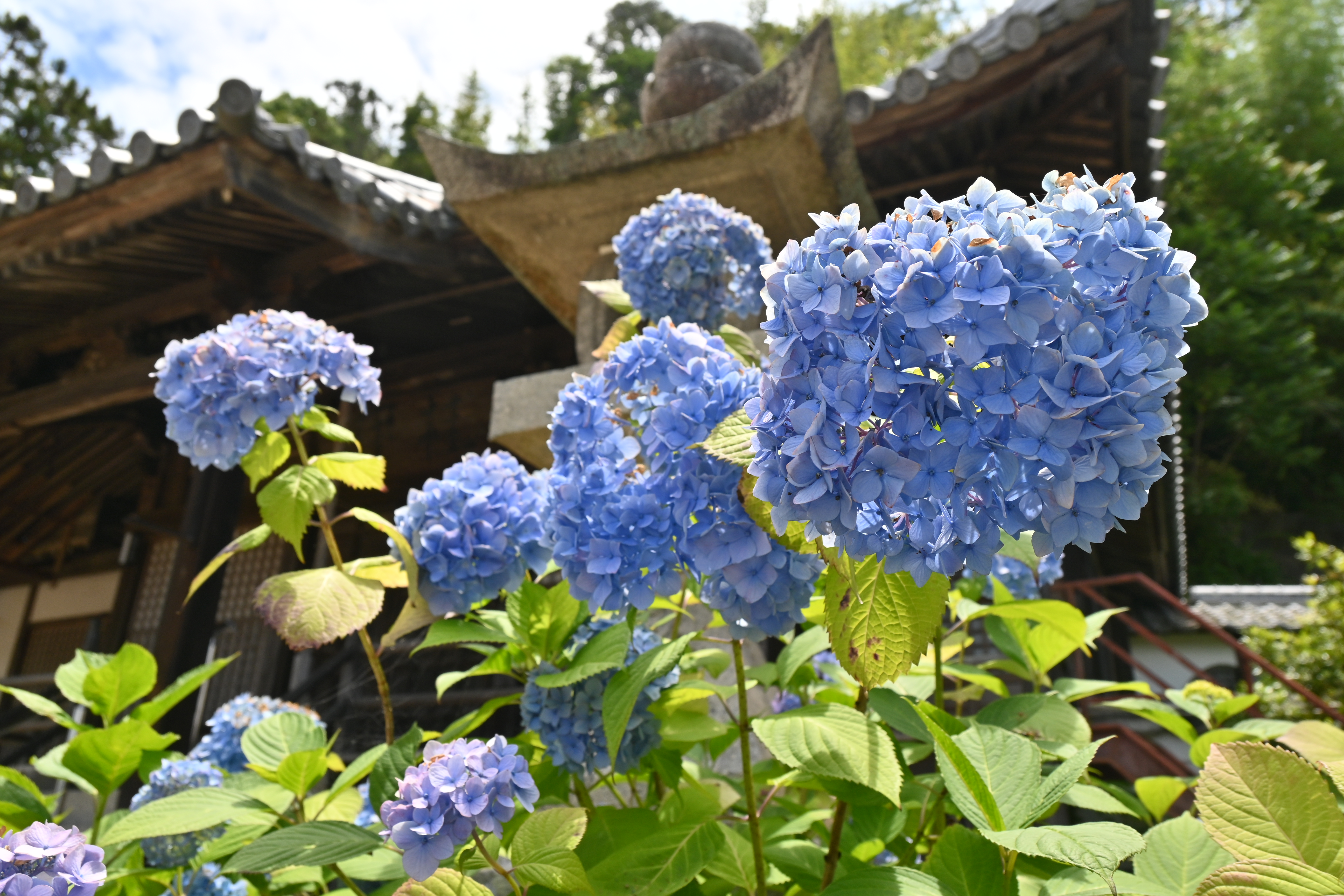 20260615　紫陽花が咲きました1.JPG