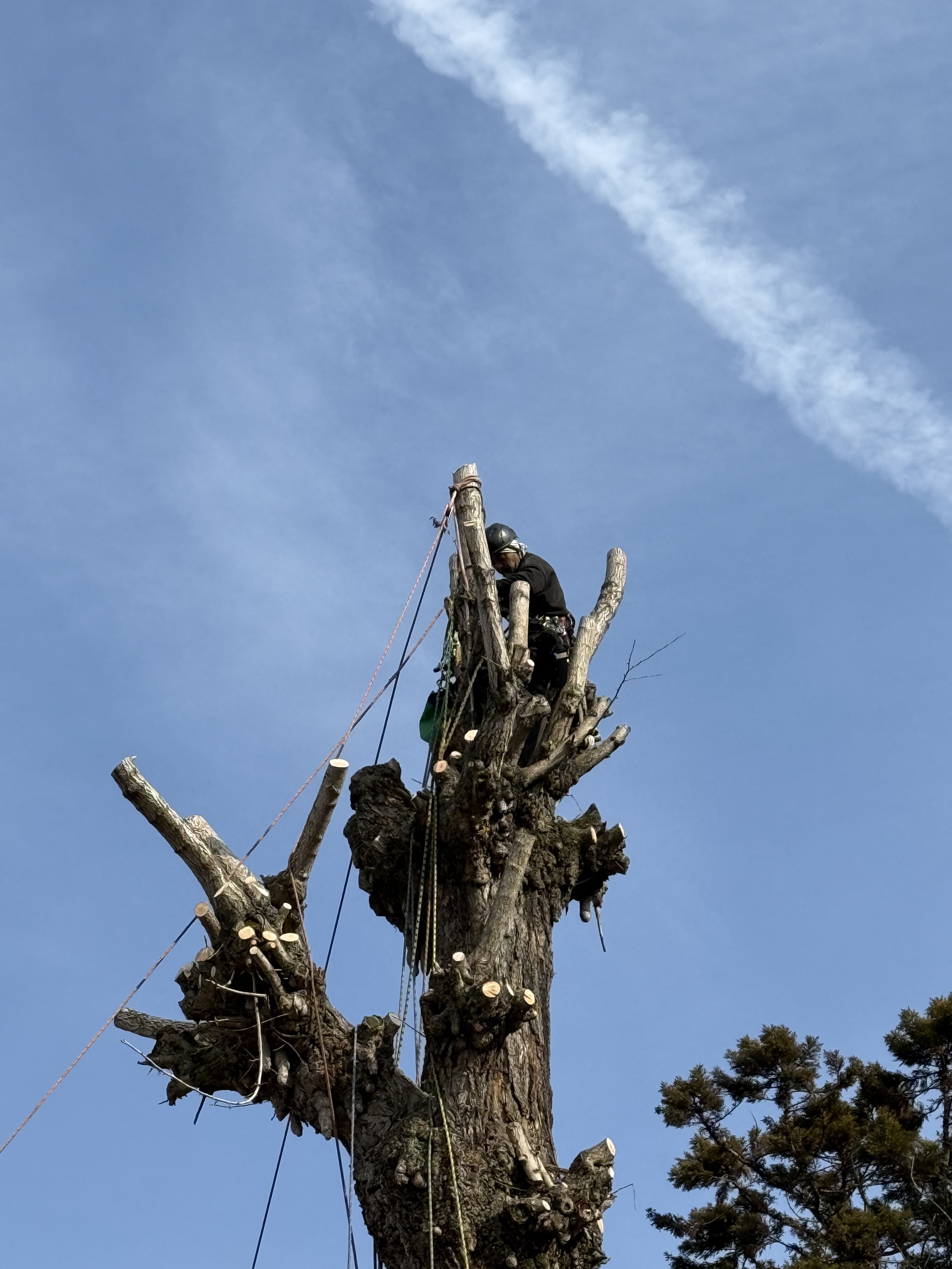 20260224 銀杏の剪定を行いました 3.jpg