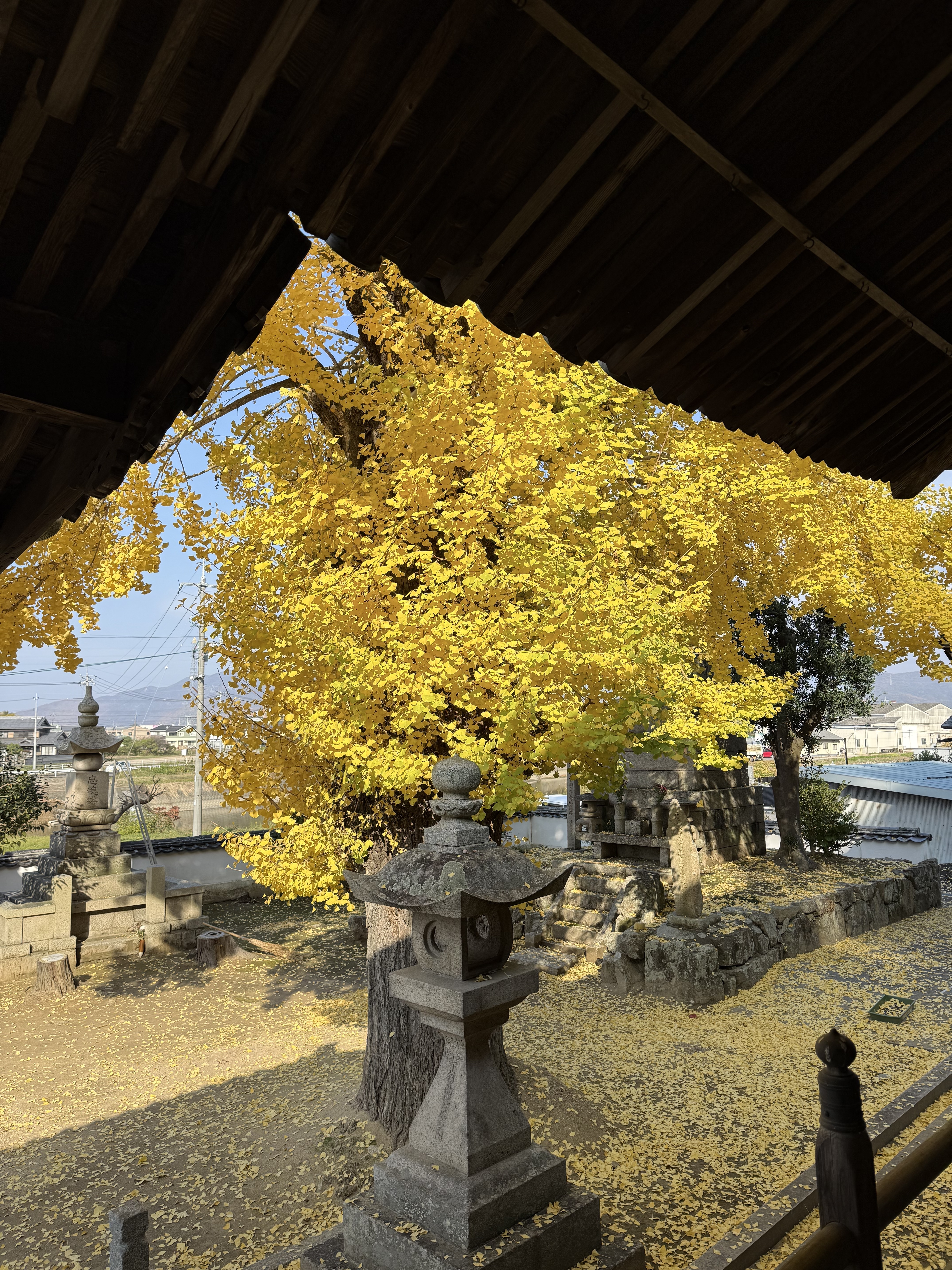 20251130　銀杏　3.jpg